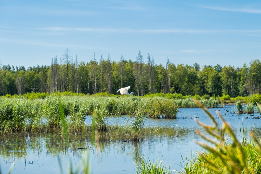 Estonia-Latvia programme co-financing projects to protect biodiversity and reduce pollution. 